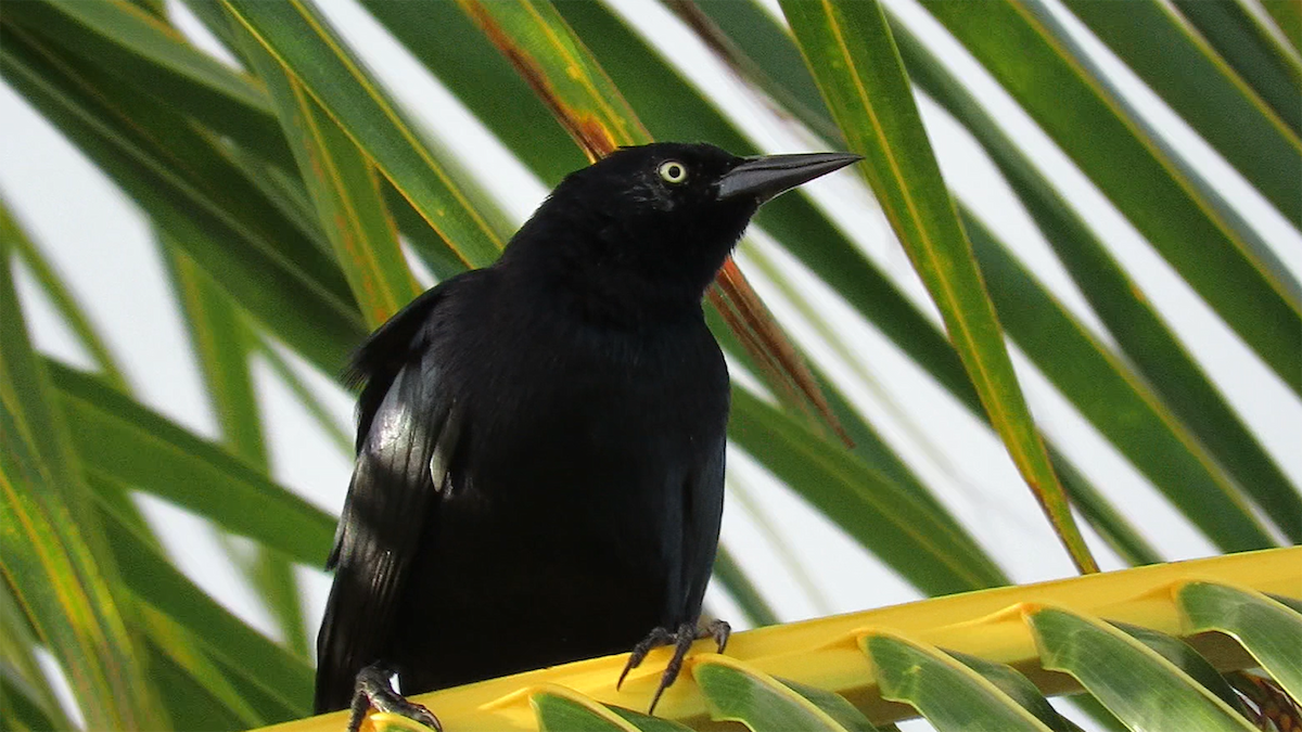 Greater Antillean Grackle - ML536525731