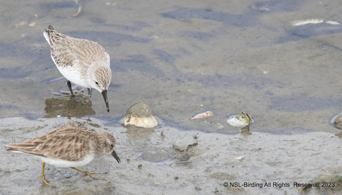 Bécasseau sanderling - ML536525951