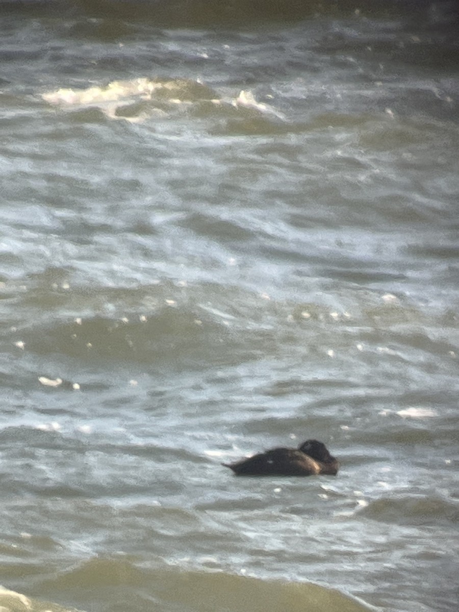 White-winged Scoter - ML536525981