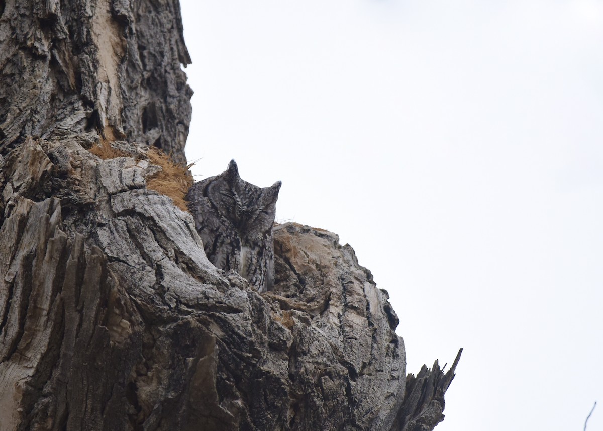 Western Screech-Owl - ML536526221