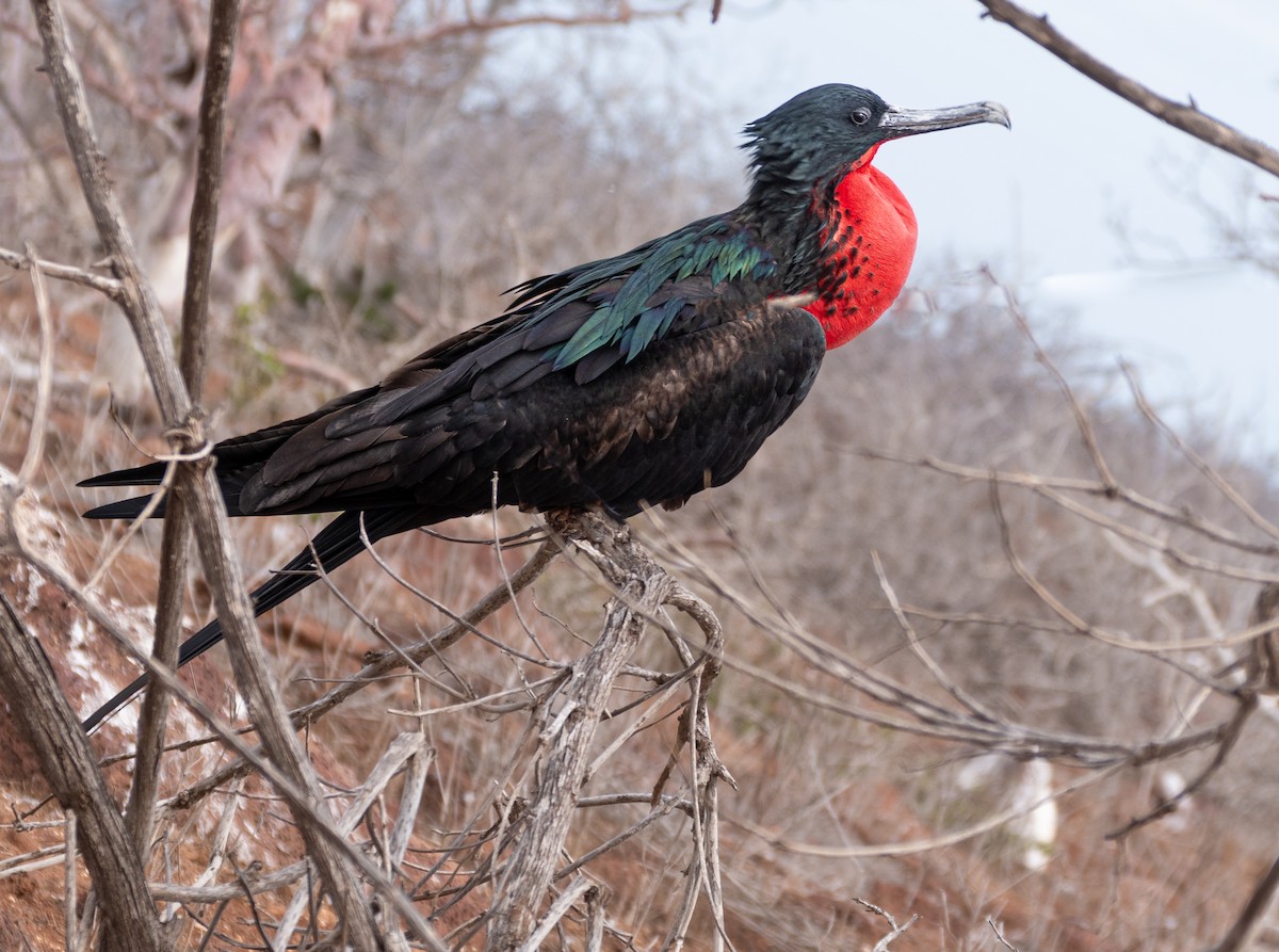 Great Frigatebird - Michael Rosen