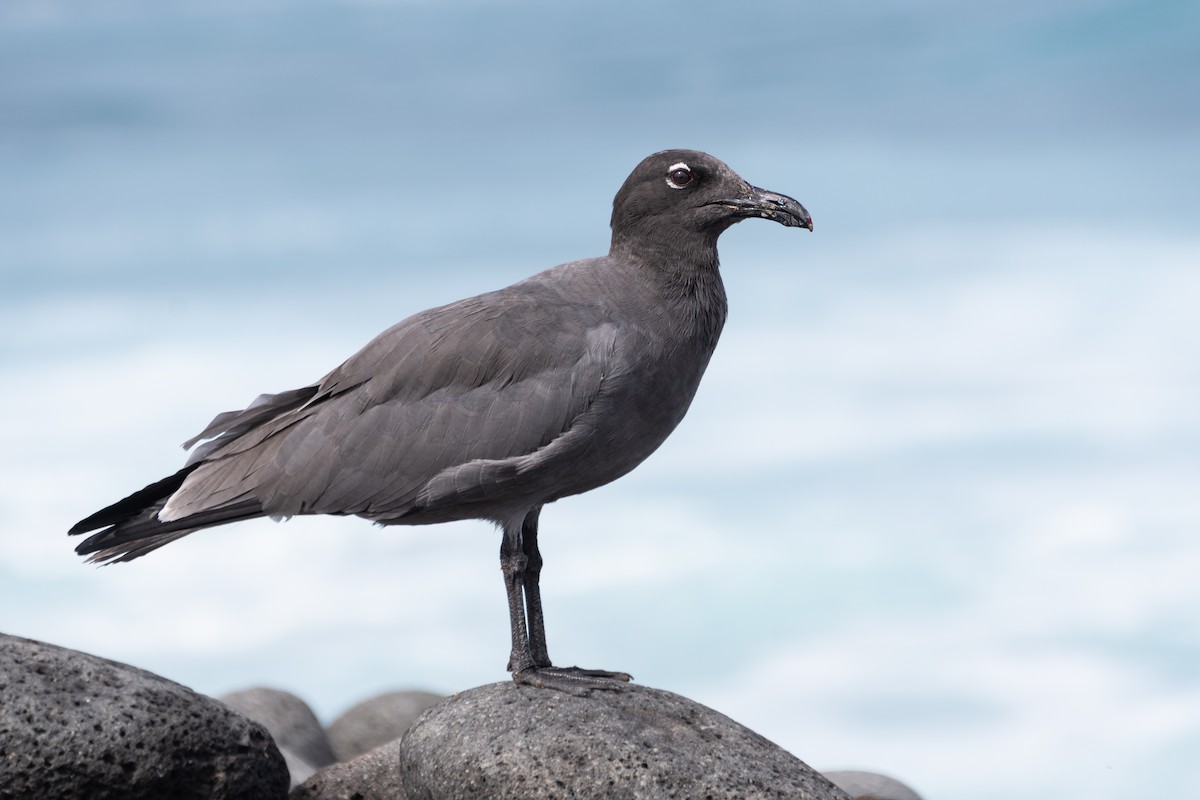 Lava Gull - Michael Rosen