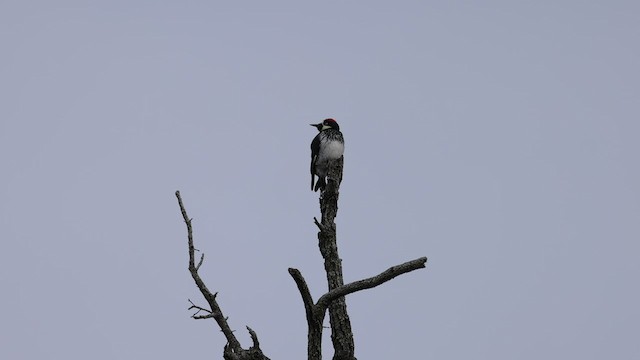 Acorn Woodpecker - ML536528161