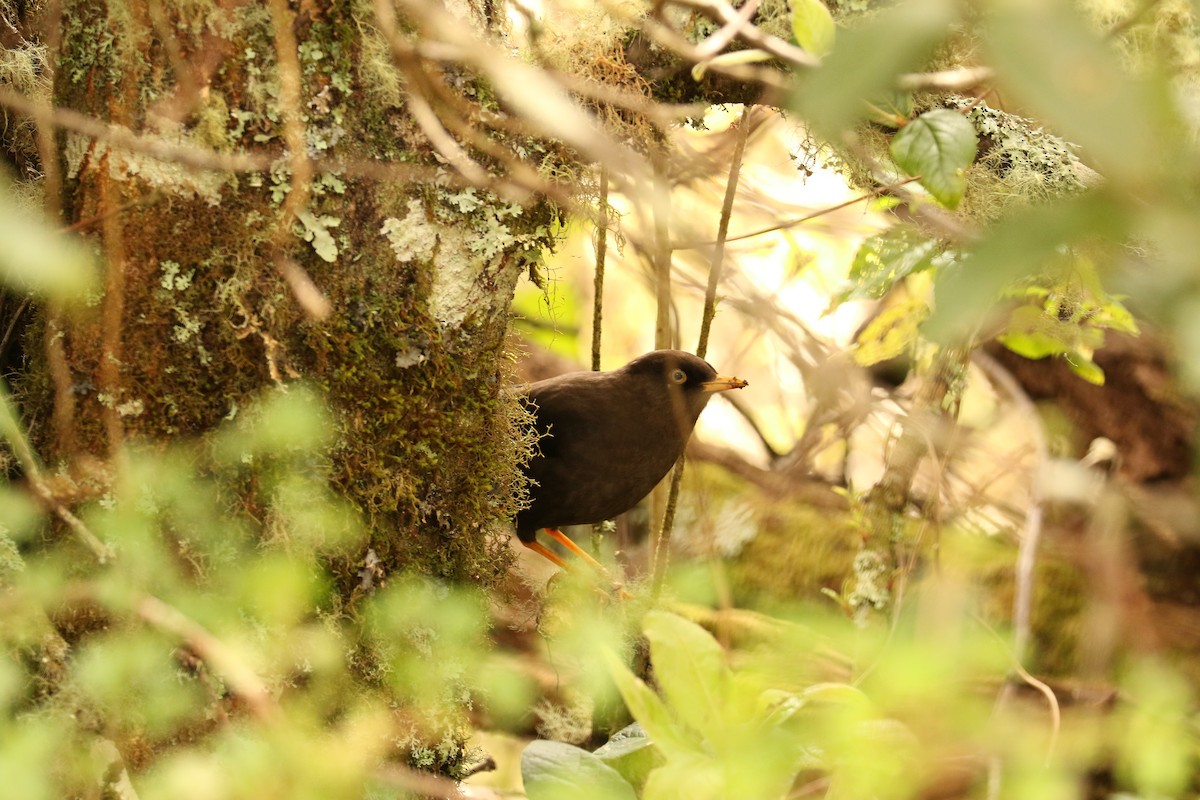 Sooty Thrush - ML536530791