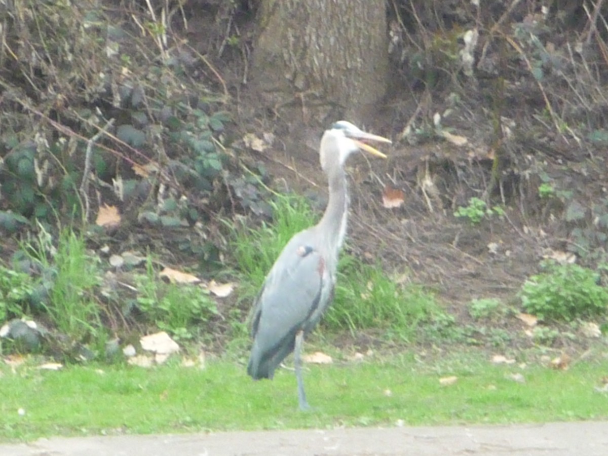 Garza Azulada (grupo herodias) - ML53653151