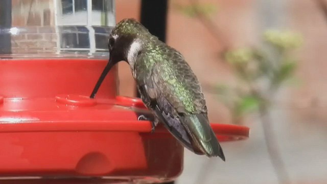 Black-chinned Hummingbird - ML536533411