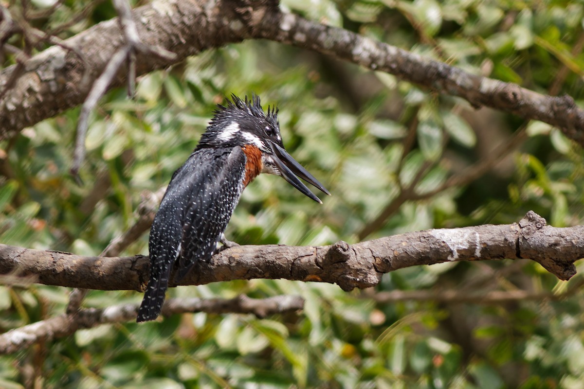 Giant Kingfisher - ML536534751