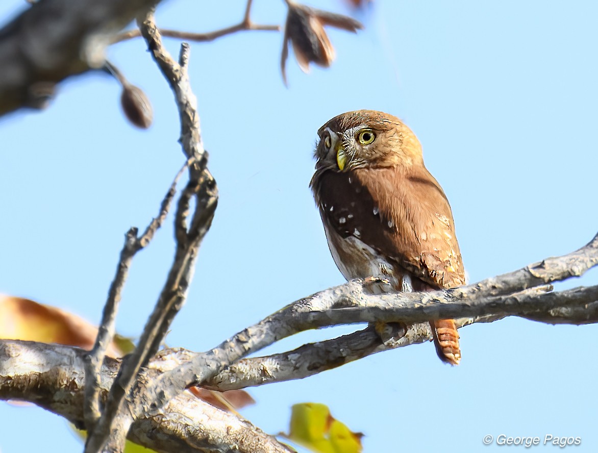 Ferruginous Pygmy-Owl - ML536535741