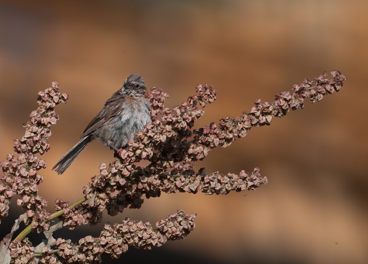 Rufous-collared Sparrow - ML536535911