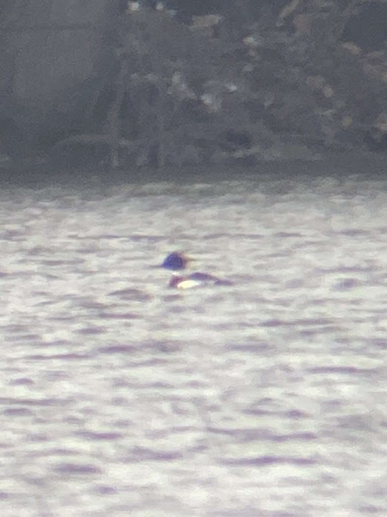 Red-breasted Merganser - ML536539921