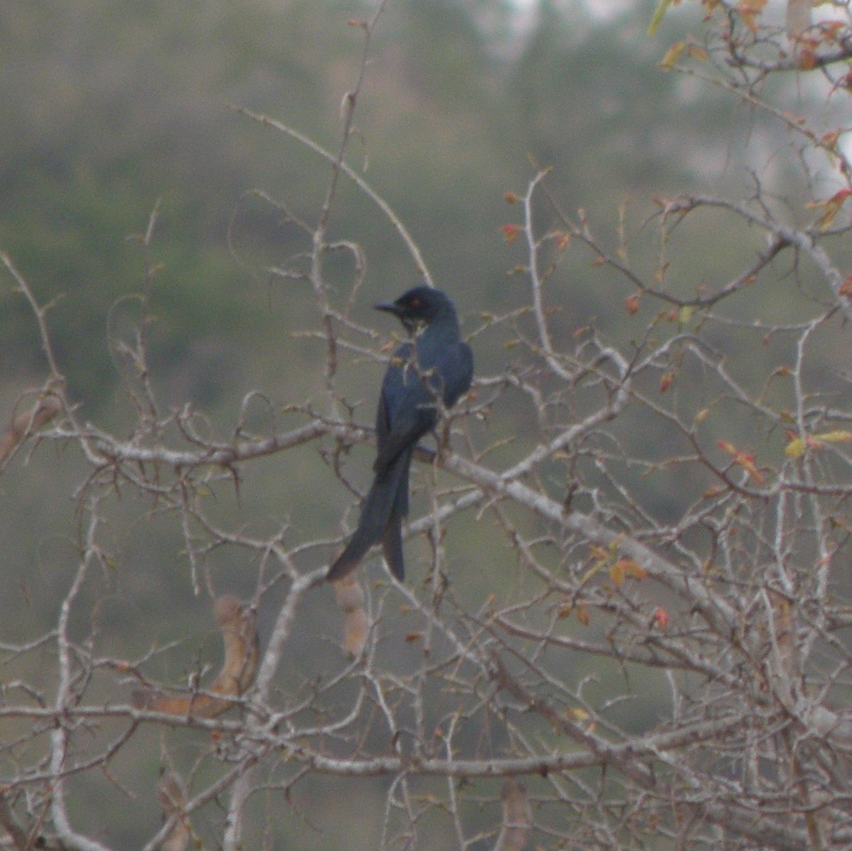 Drongo Cenizo - ML53654051