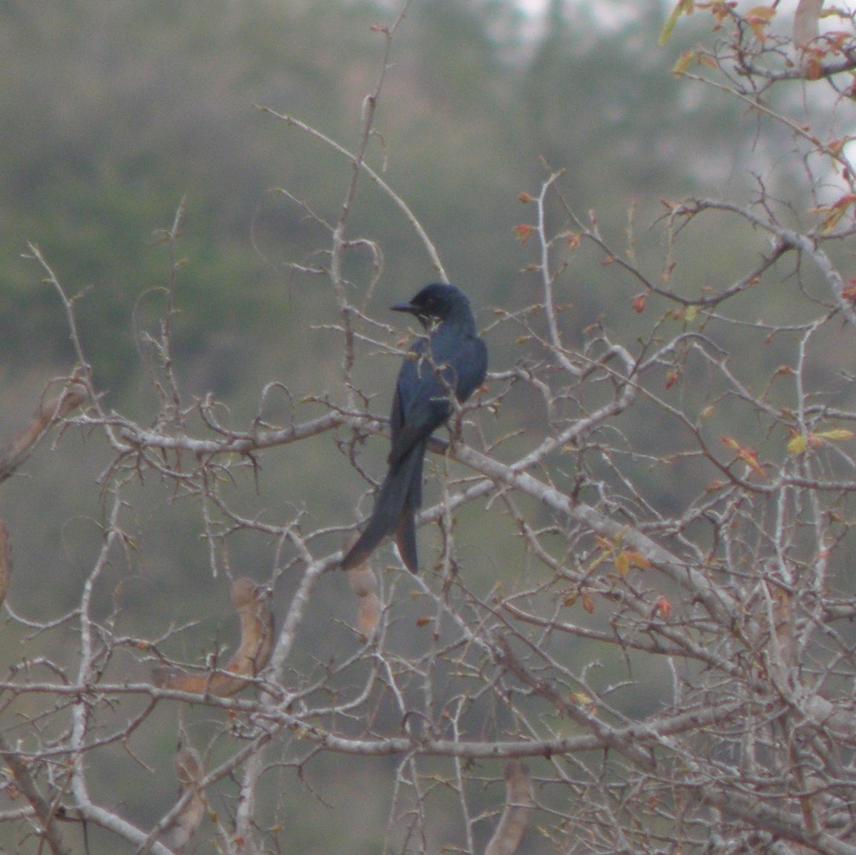 Ashy Drongo - Brihadeesh S