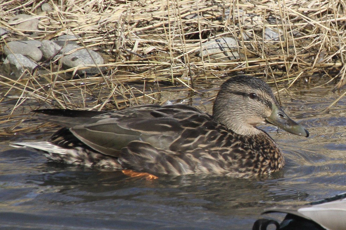 Mallard x American Black Duck (hybrid) - ML536541001