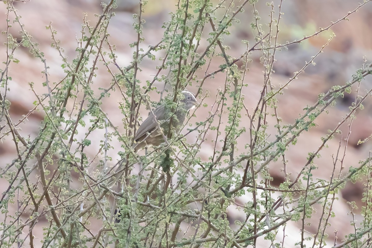 Arabian Babbler - ML536541811