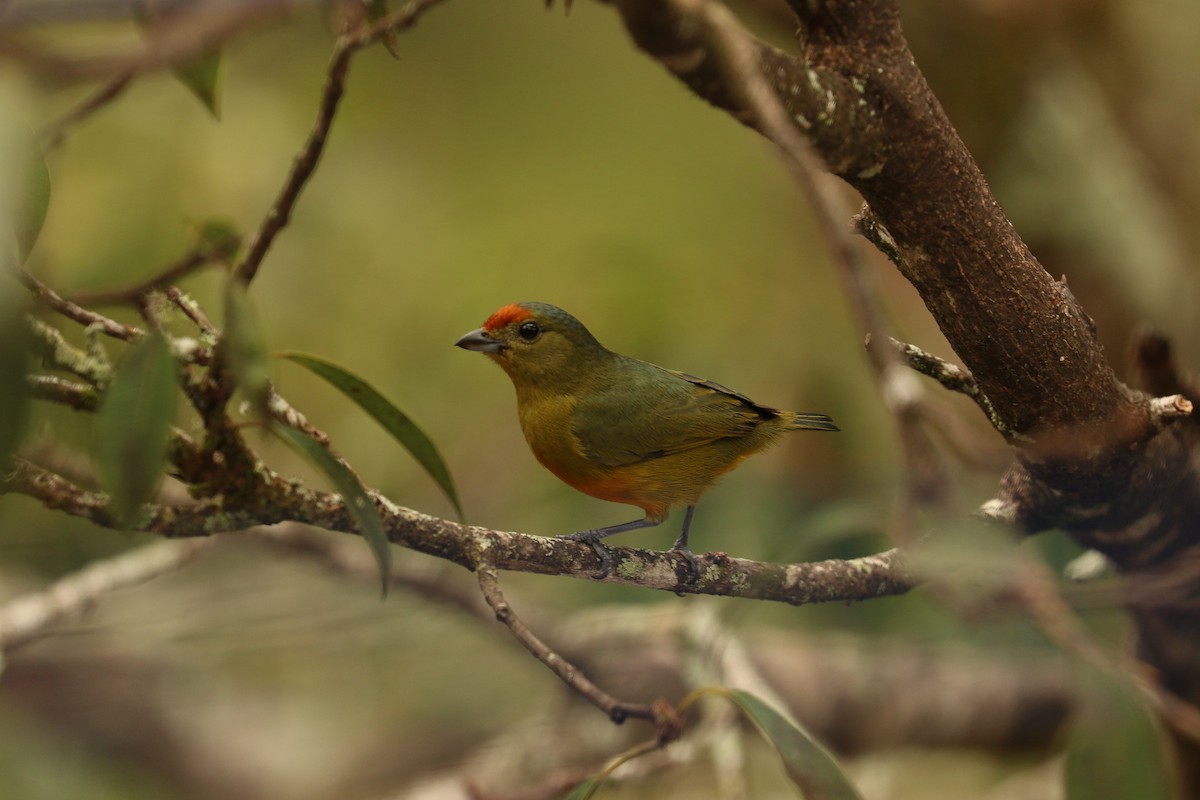 Spot-crowned Euphonia - Aurélie  Jambon