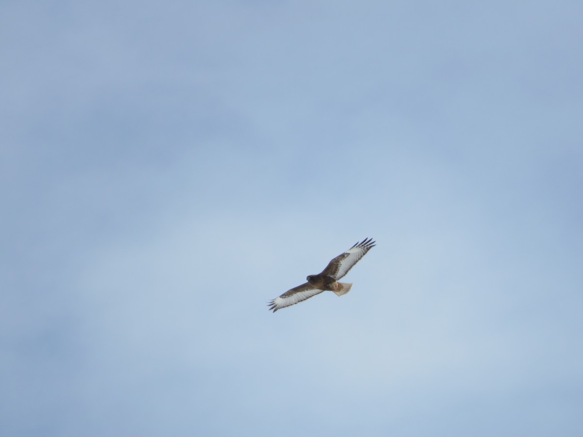 Red-tailed Hawk - ML536543941