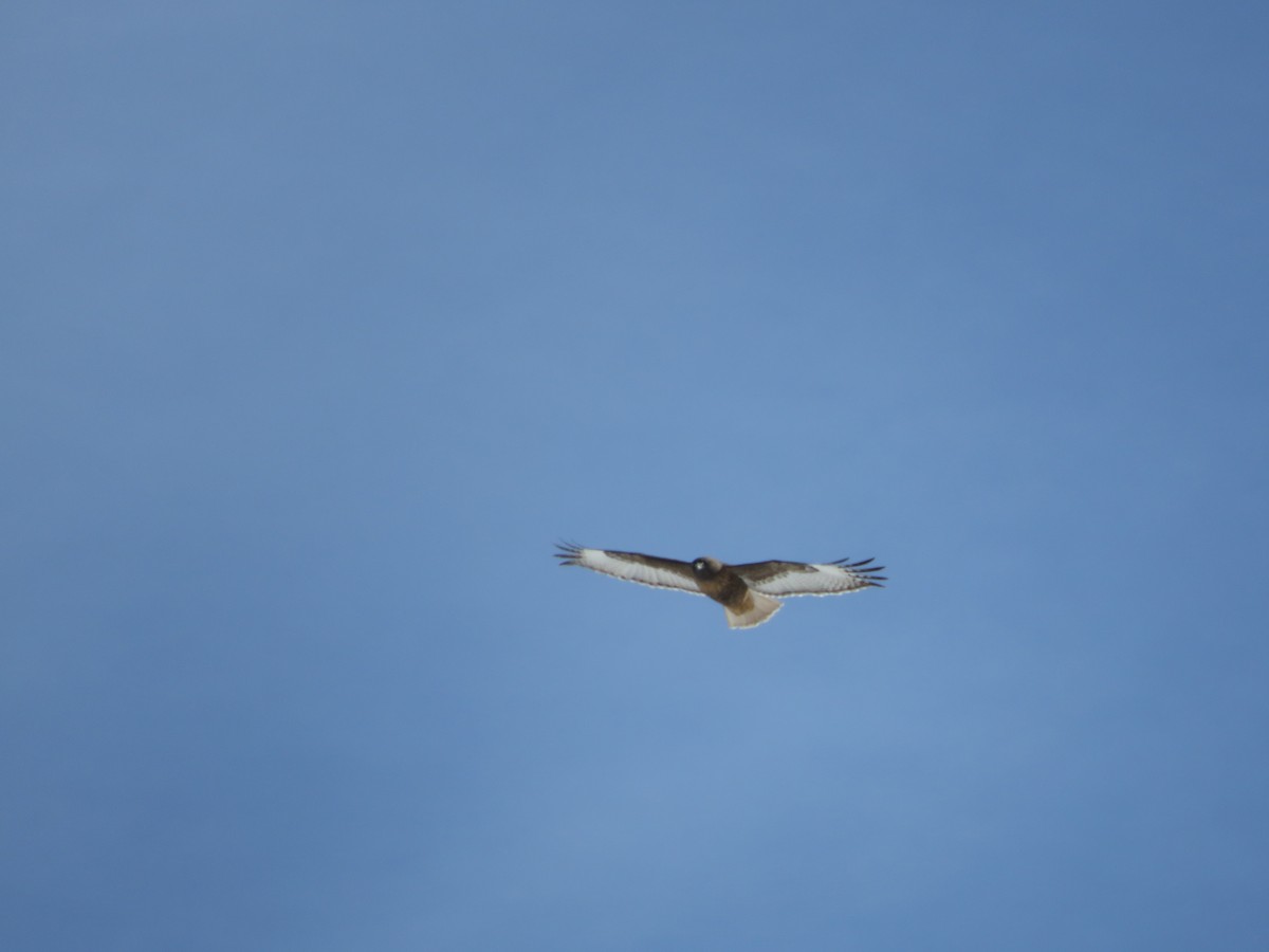 Red-tailed Hawk - ML536543951