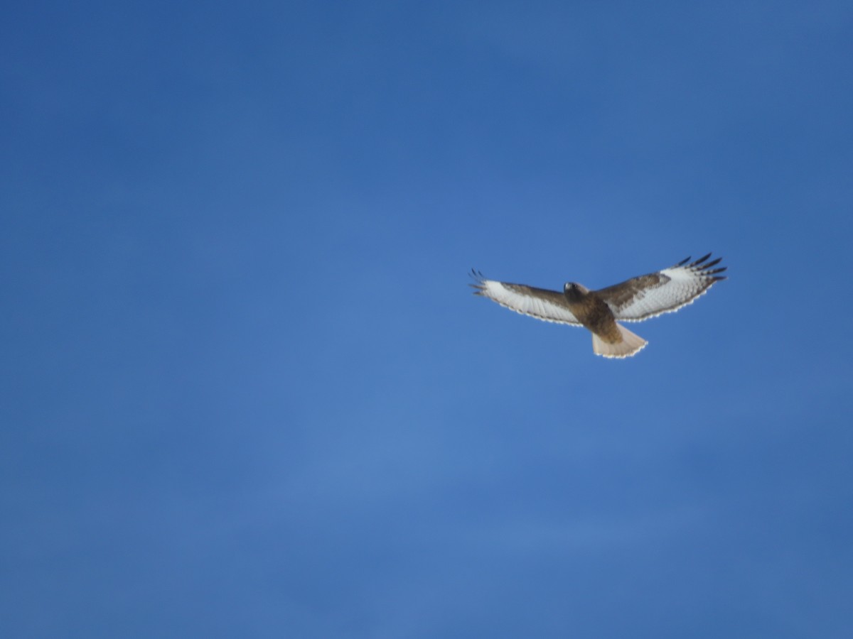 Red-tailed Hawk - ML536543961