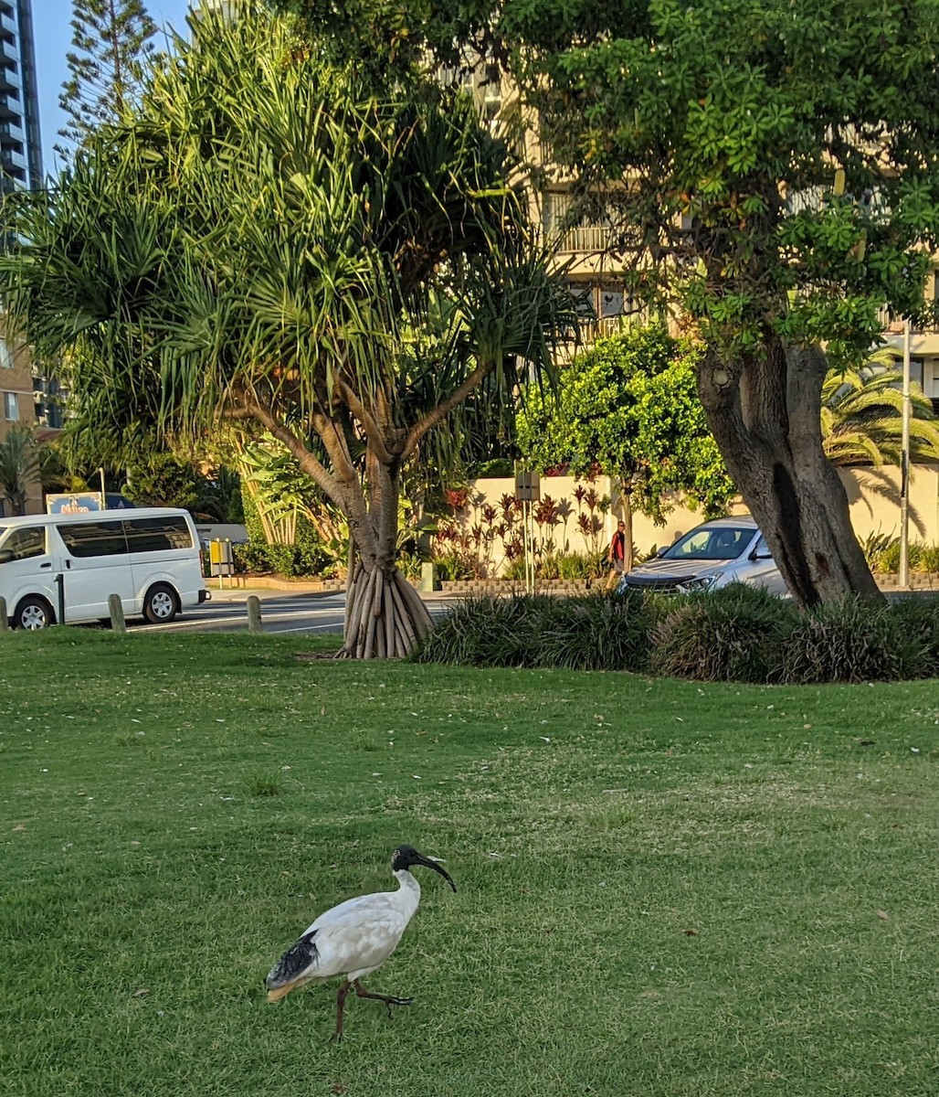 ibis australský - ML536544131