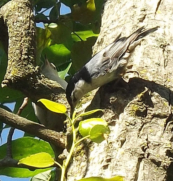 White-breasted Nuthatch - ML536547441