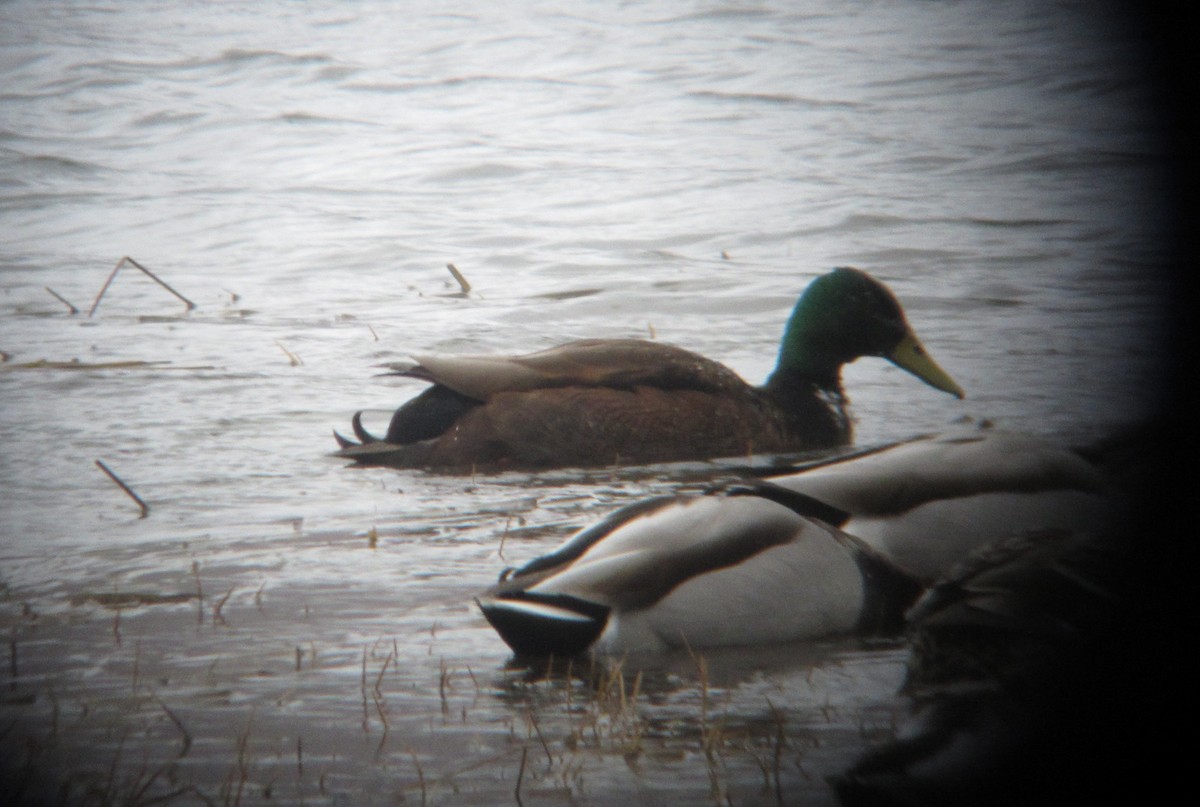 Mallard - ML53654781