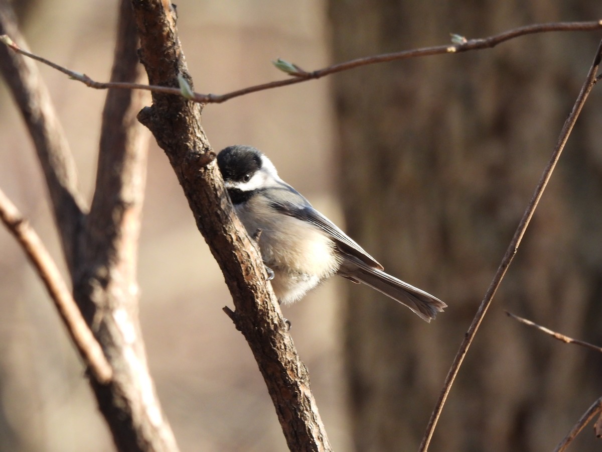 Black-capped Chickadee - ML536548431