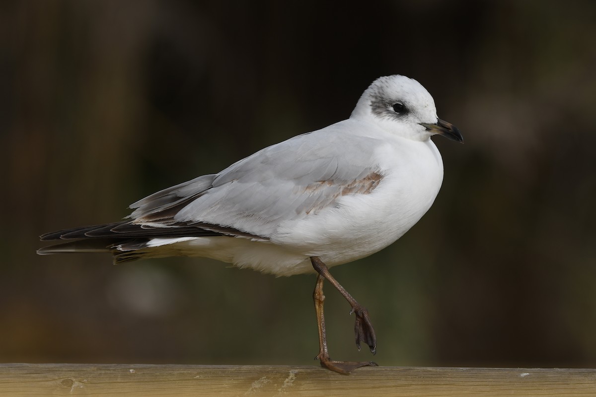 Mediterranean Gull - Santiago Caballero Carrera