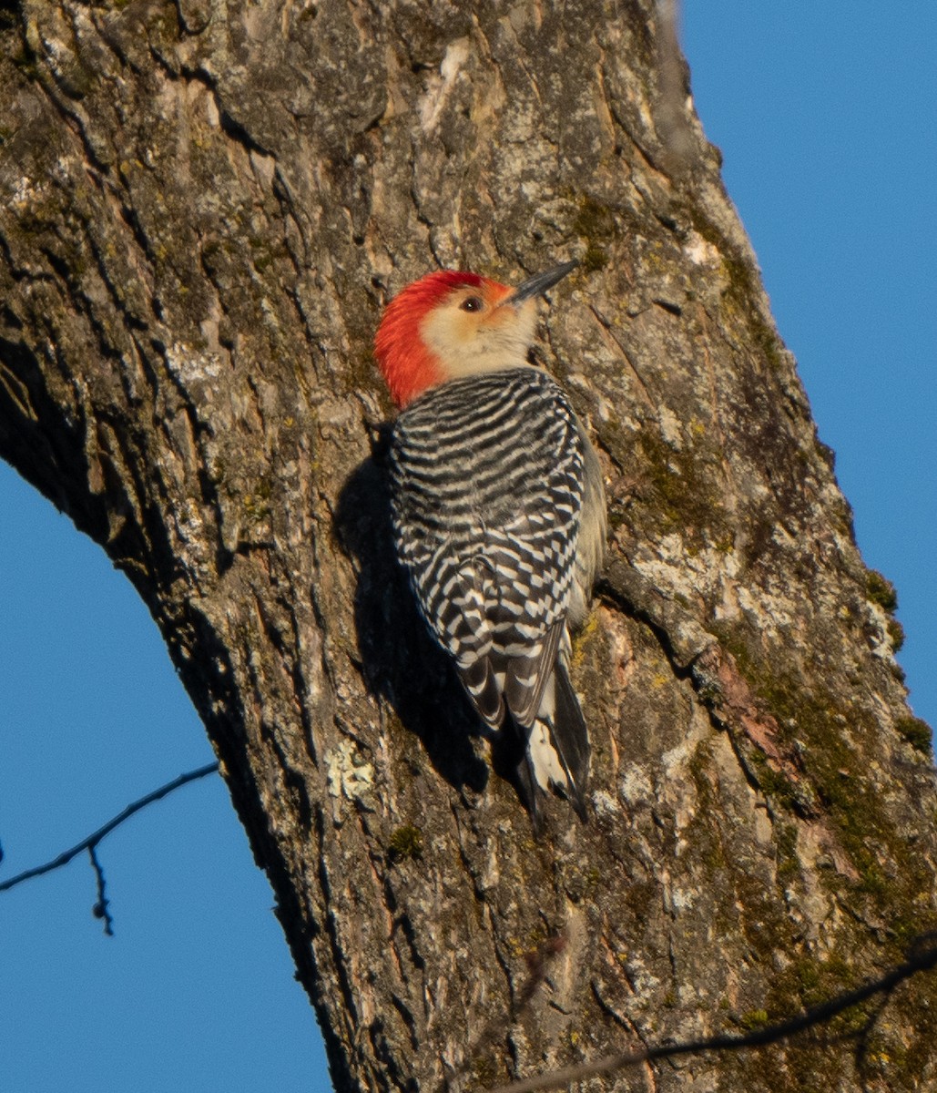 Red-bellied Woodpecker - Richard Leonard