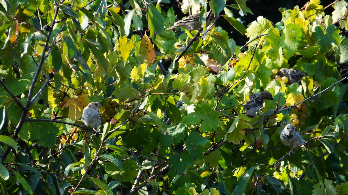 House Sparrow - ML536550731