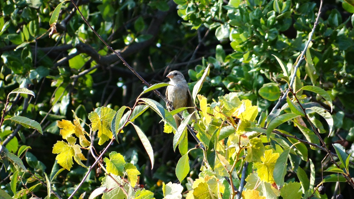 House Sparrow - ML536551461