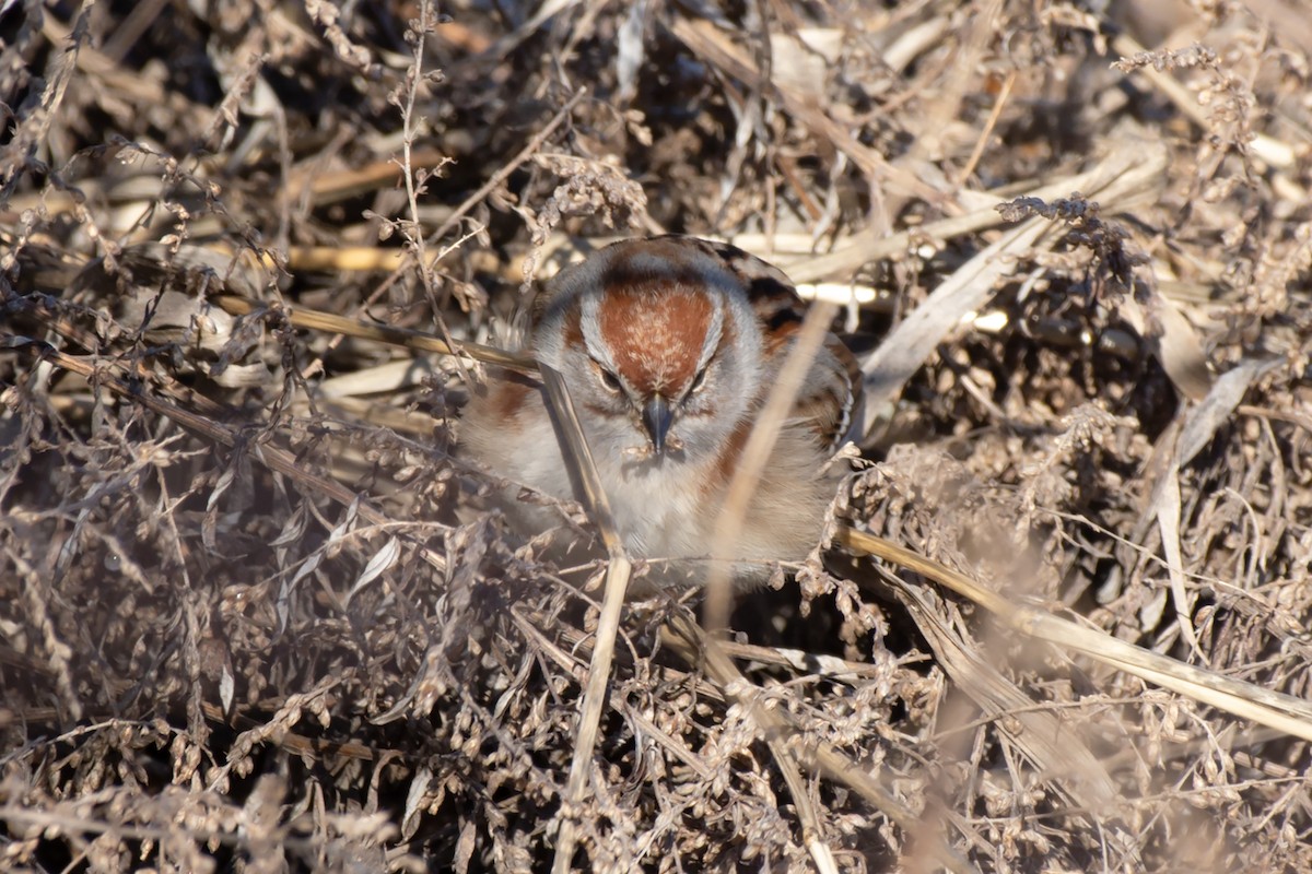 American Tree Sparrow - ML536552421