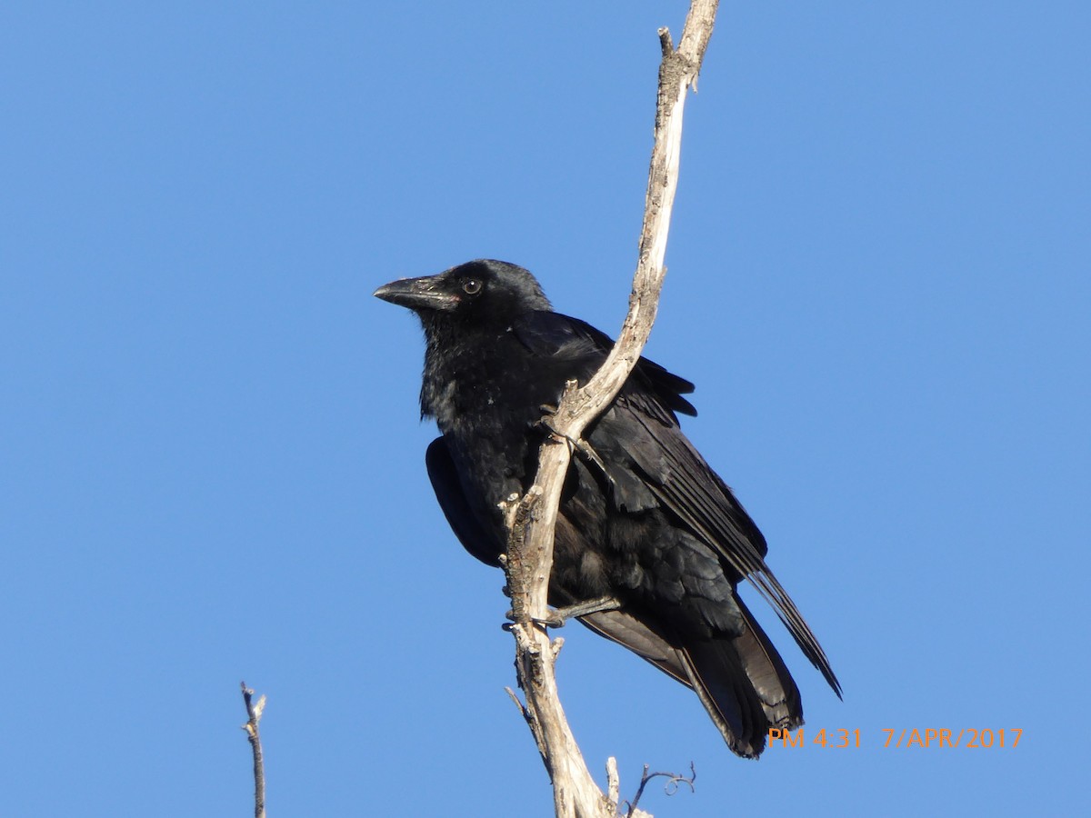 Australian Raven - ML53655461