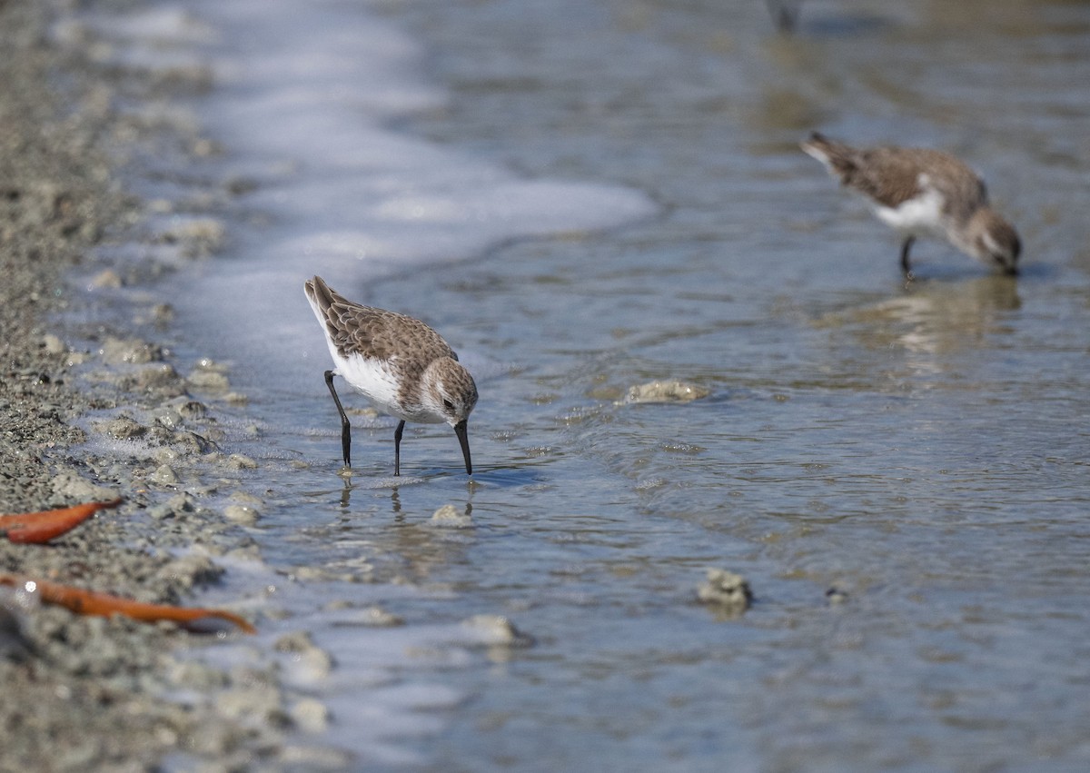 Western Sandpiper - ML536554981