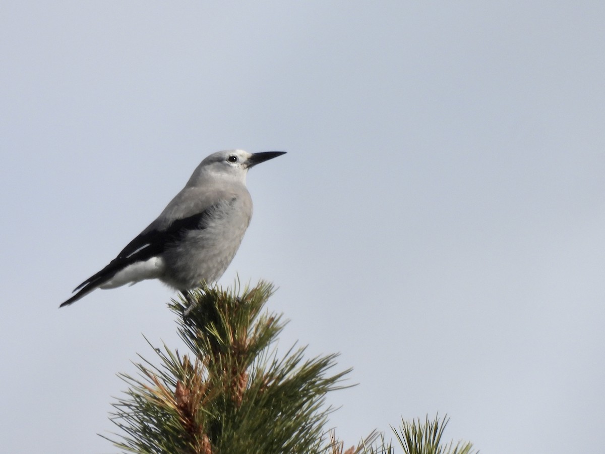 Clark's Nutcracker - Brad Robinson