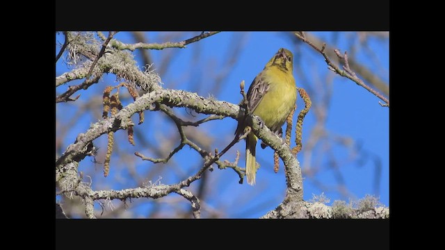 Oriole des vergers - ML536557631