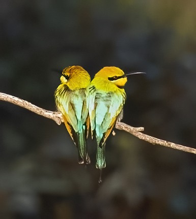 Rainbow Bee-eater - ML536557821
