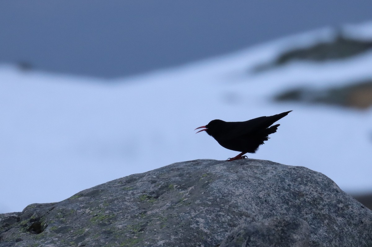 Red-billed Chough - ML536558901