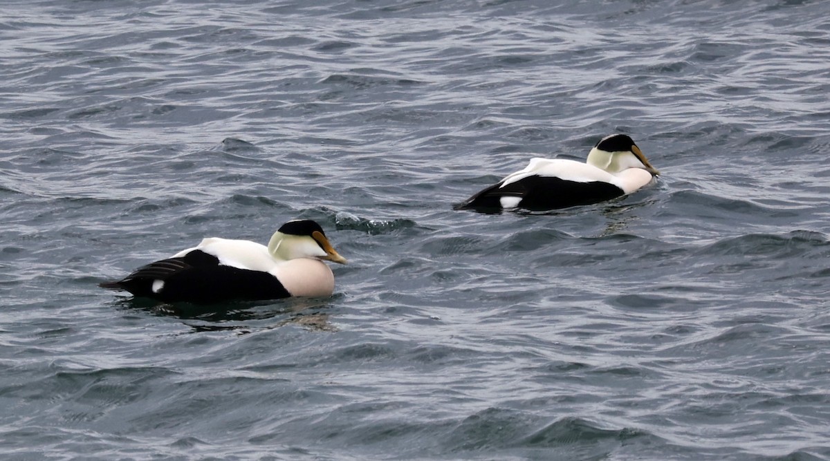 Common Eider - ML536559421