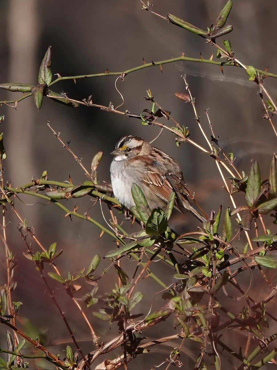 White-throated Sparrow - ML536559951