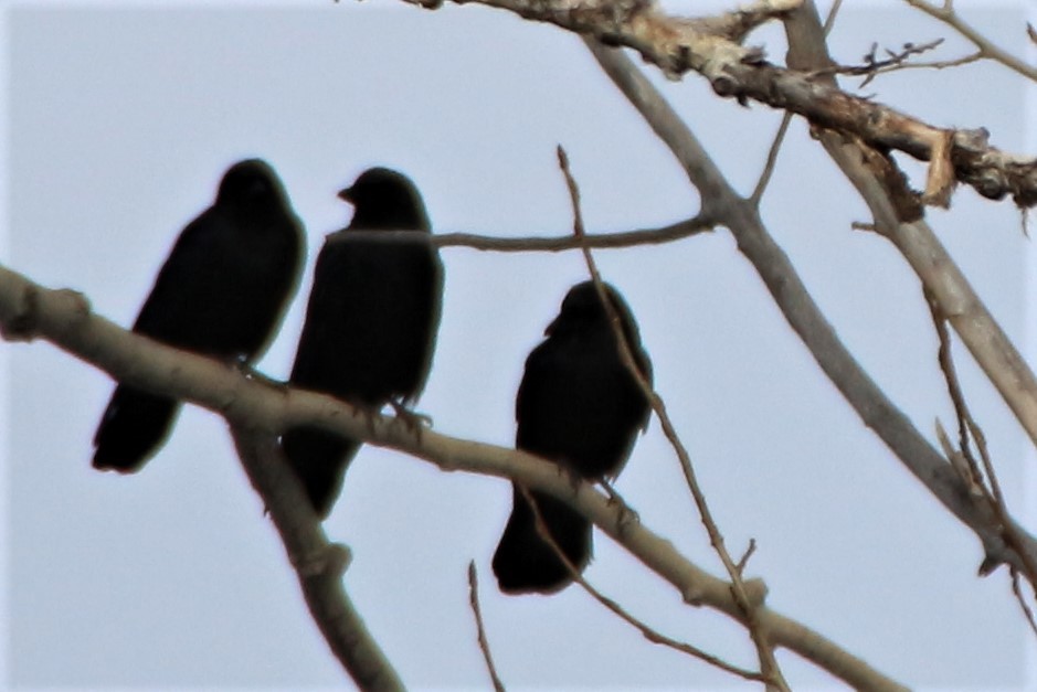 American Crow - ML536560141