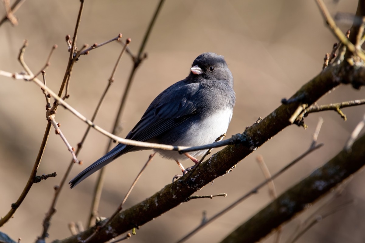 Dark-eyed Junco - ML536560471