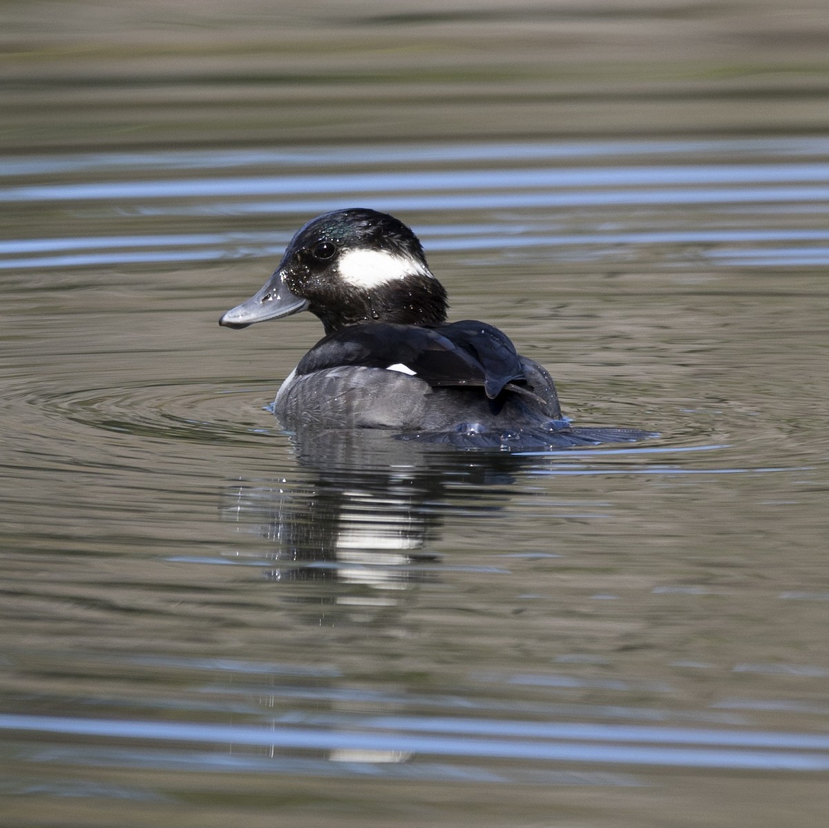 Bufflehead - Jim Tolbert