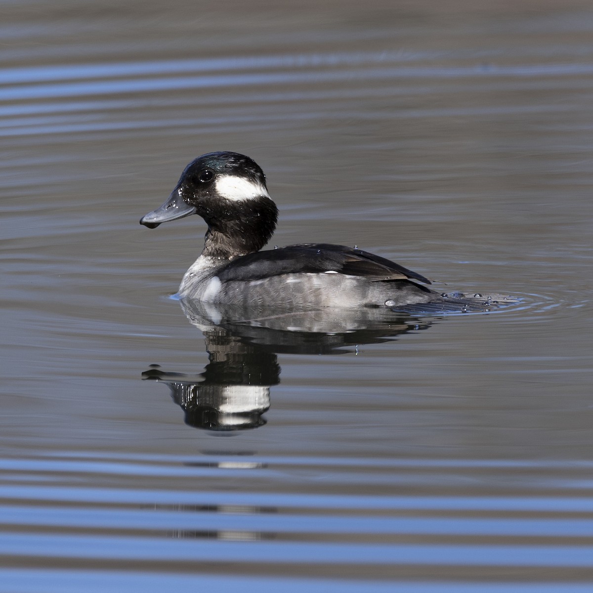 Bufflehead - Jim Tolbert