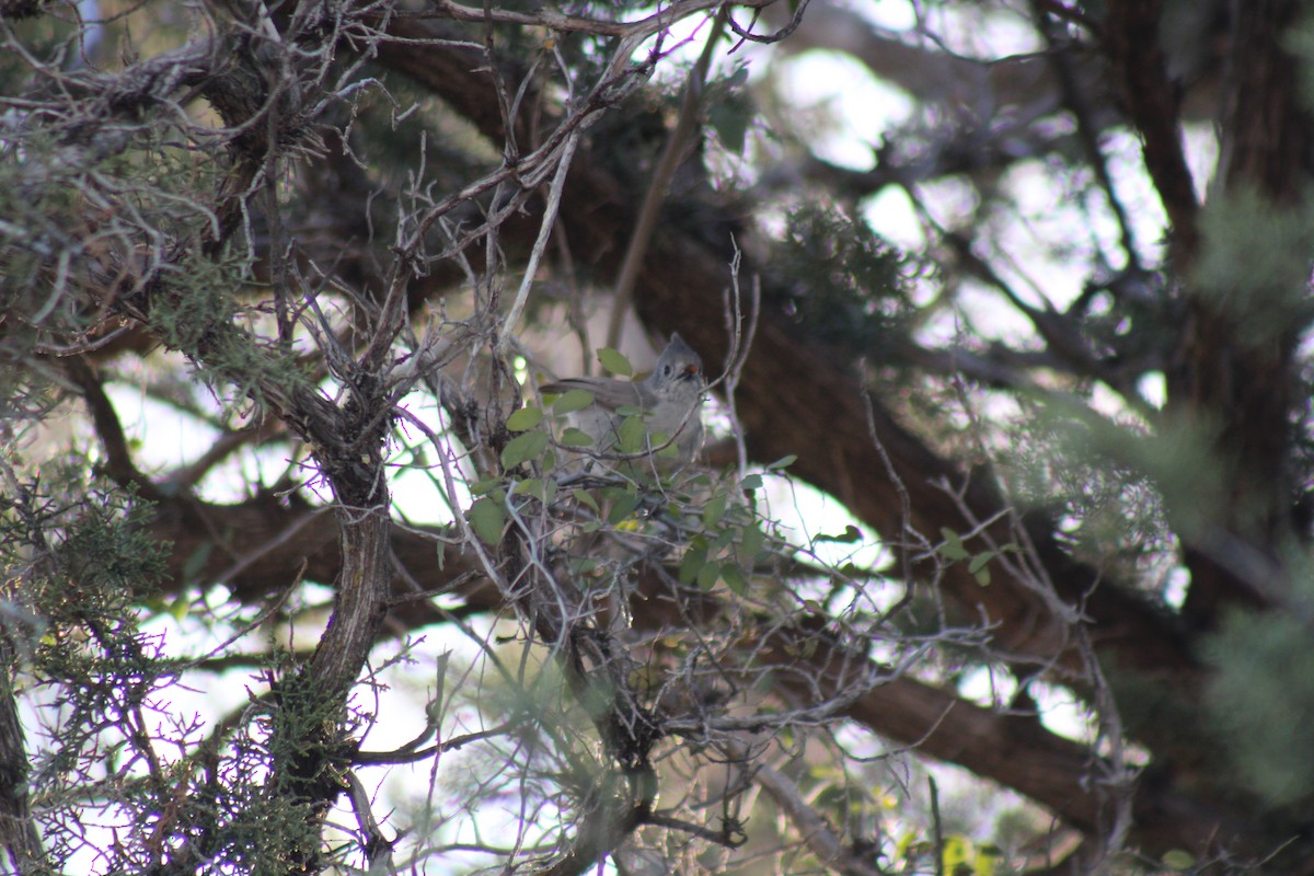 Mésange des genévriers - ML536561211