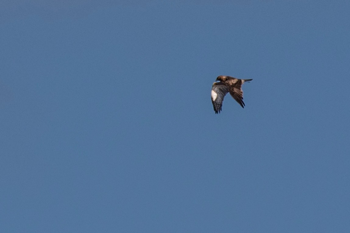 Águila Chica - ML53656141