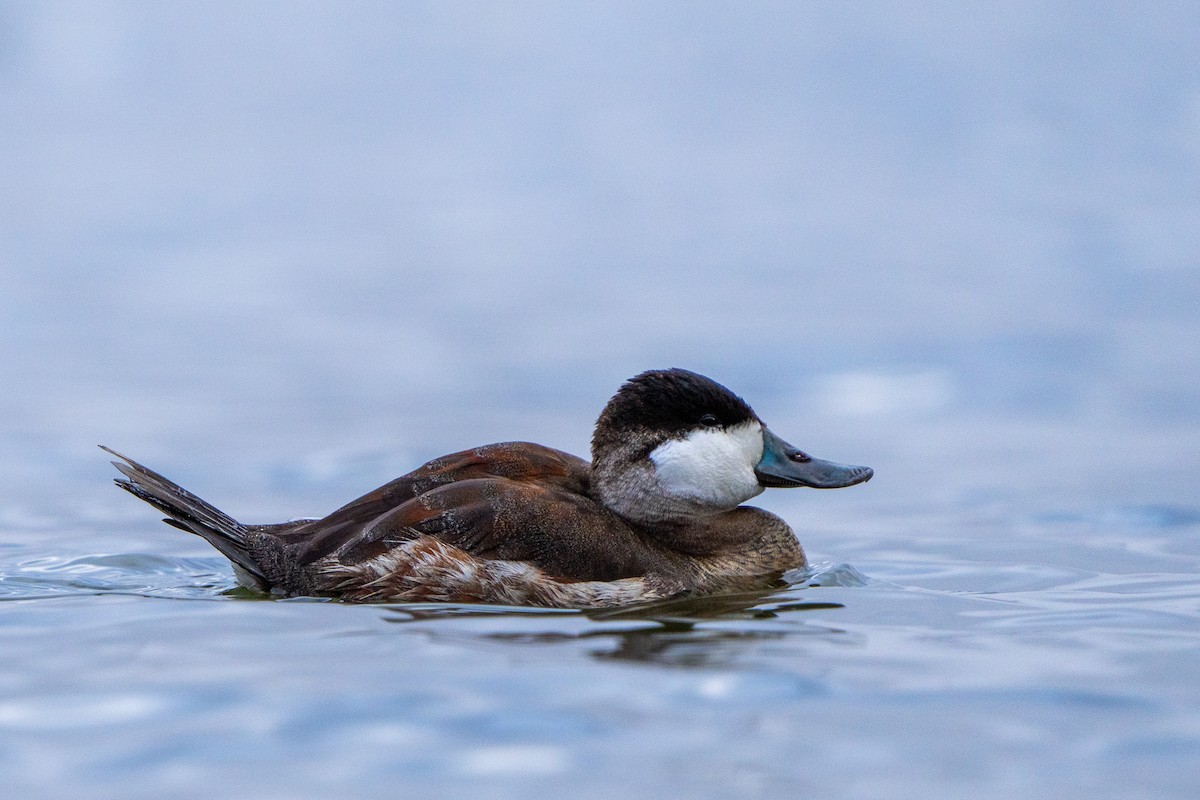 Ruddy Duck - Leigh Wright