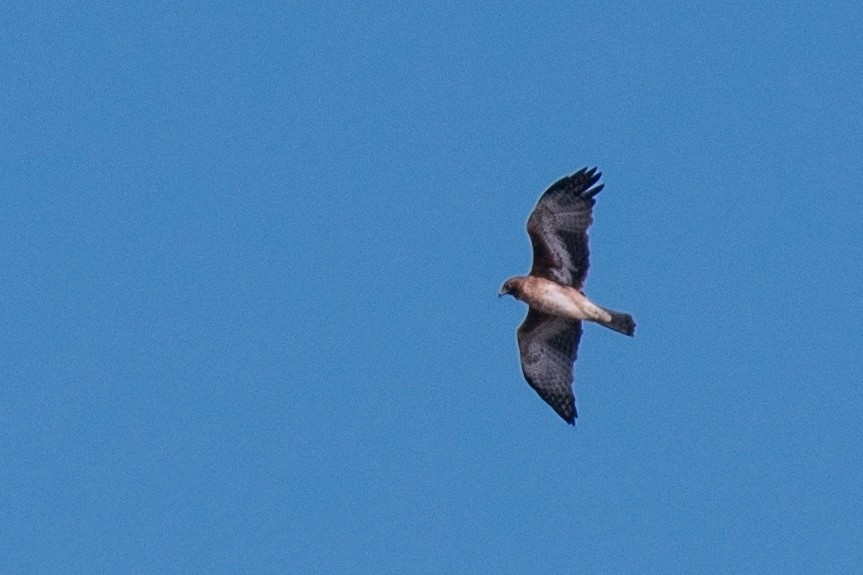 Águila Chica - ML53656161