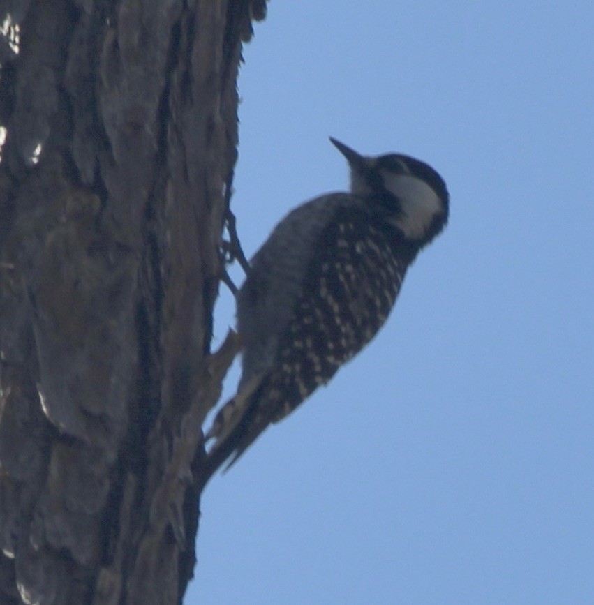 Red-cockaded Woodpecker - ML536561821