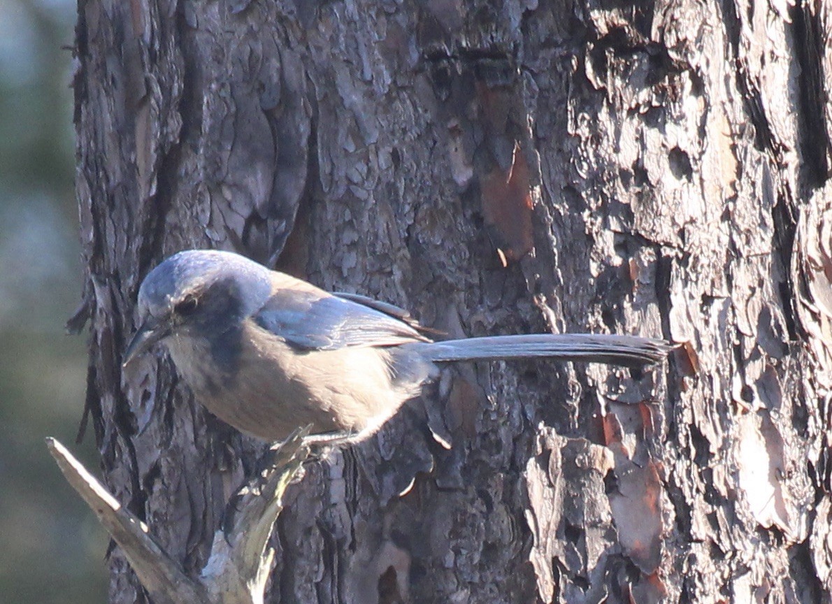 Florida Scrub-Jay - ML536561881