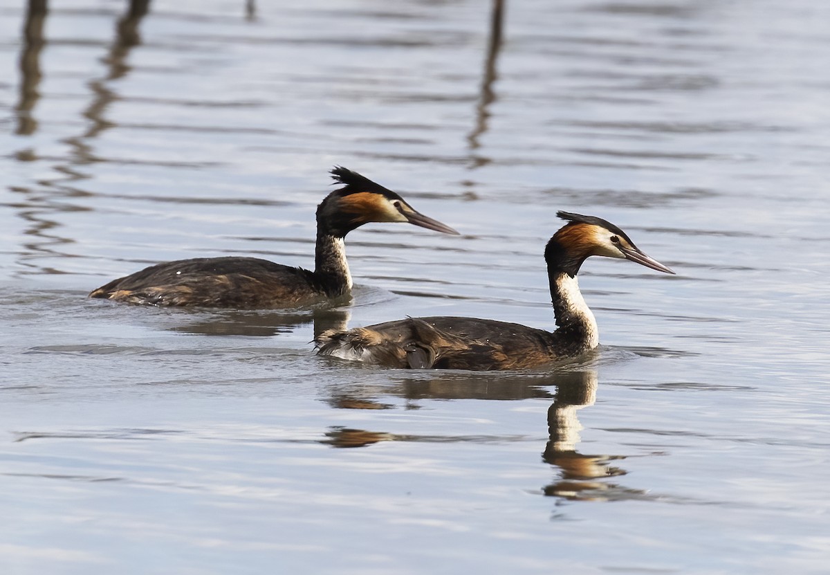 Great Crested Grebe - ML536562041